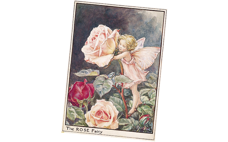 The Rose Fairy