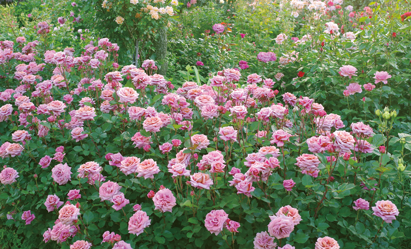 Rose Garden
