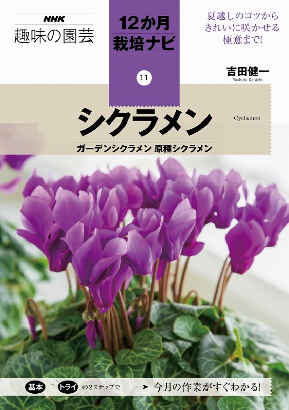 NHK趣味の園芸 12か月栽培ナビ⑪シクラメン ガーデンシクラメン 原種シクラメン