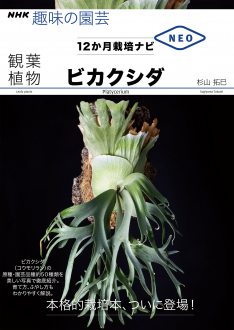NHK趣味の園芸　12か月栽培ナビNEO　観葉植物　ビカクシダ