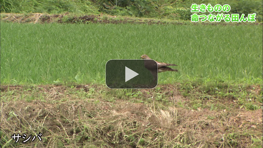 ２．生きものの命つながる田んぼ